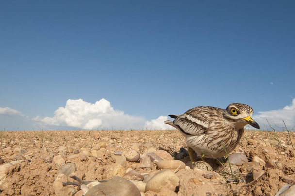 Burhinus oedicnemus (Eurasian thick knee, Eurasian Stone-curlew, Stone Curlew) reaching its nest, wide angle - Photo, Image