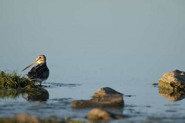 Common Snipe (Gallinago gallinago), looking for food in the water - Photo, Image