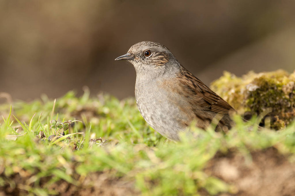 Dunnock (Prunella modularis), Looking for food in the field - Photo, Image