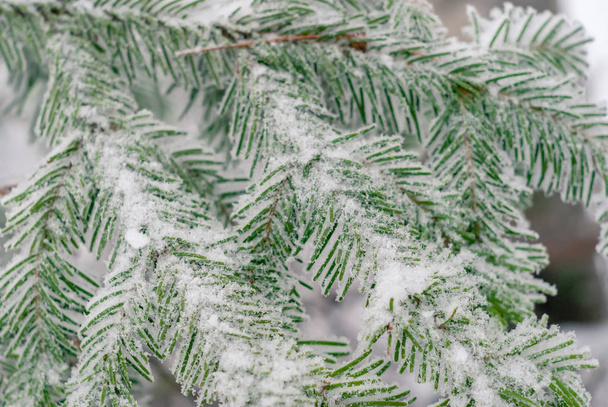 Zimní světle pozadí - jedle větve pokryté mrazem - Fotografie, Obrázek
