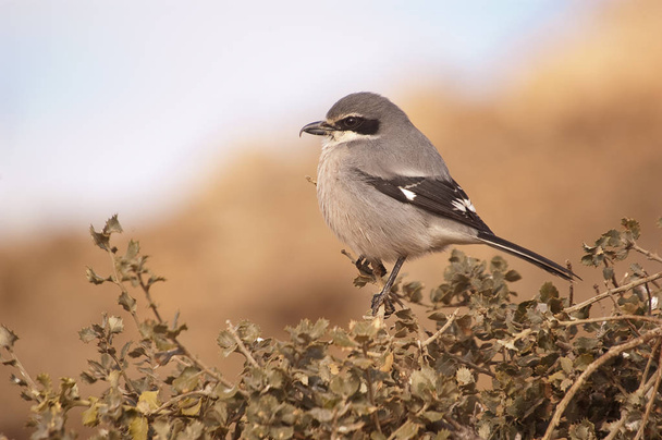 Great Gray Shrike. Lanius excubitor. perched on a branch - Photo, Image