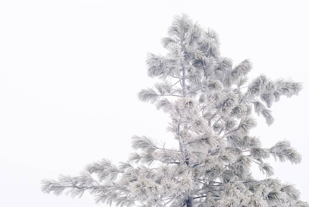 frozen graphic pine against a cloudy sky during a snowfall - Photo, Image