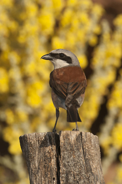 Red-backed shrike male. Lanius collurio, with yellow background on a trunk - Photo, Image