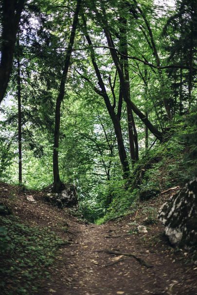 Detail of the forest path in forest near Lake Bled in Slovenia - 写真・画像