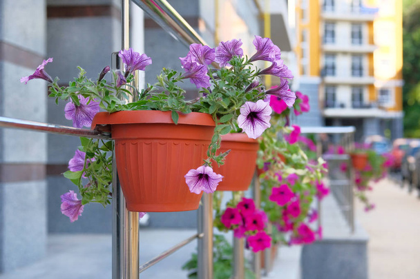 Beautiful purple flowers in flower pots on the street in the summer city. City decoration concept. - Photo, Image