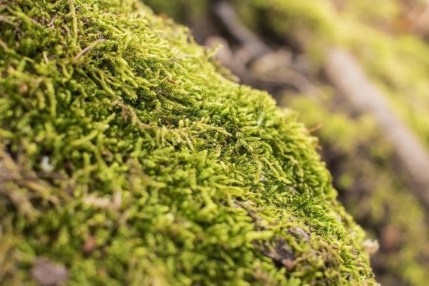 Макро фото роста мха весной, зеленый фон природы
 - Фото, изображение