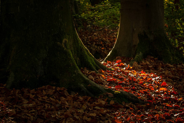Ζωηρά Οκτωβρίου ημέρα στο πολύχρωμο δάσος, δέντρα σφενδάμνου φθινόπωρο. - Φωτογραφία, εικόνα