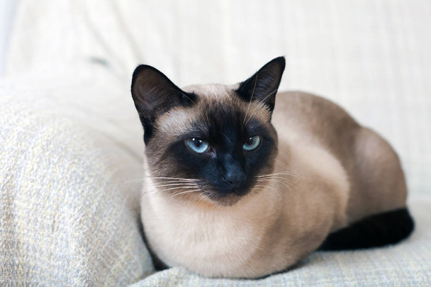 Porträt einer siamesischen Katze - Foto, Bild