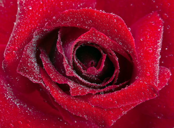 Flor de rosa vermelha
 - Foto, Imagem