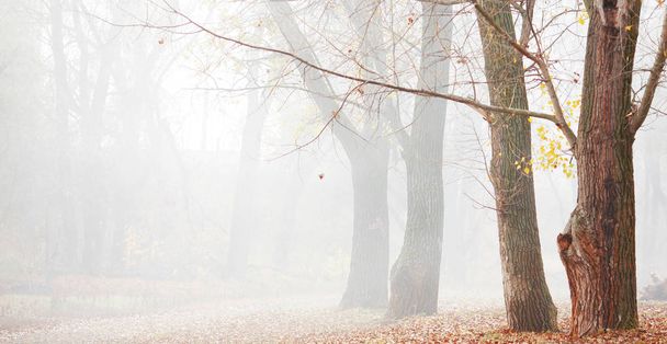 őszi erdő reggel a ködben - Fotó, kép