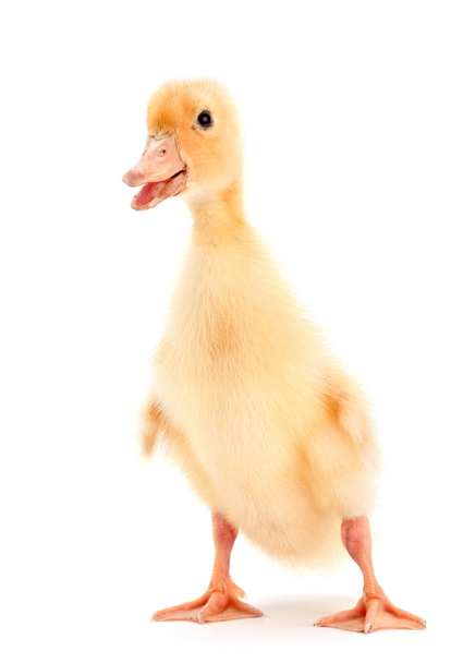 Yellow baby duck - Photo, Image