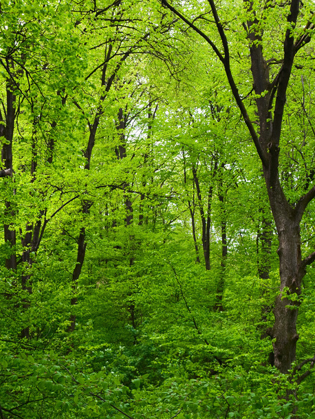 πράσινο δέντρο στο δάσος - Φωτογραφία, εικόνα