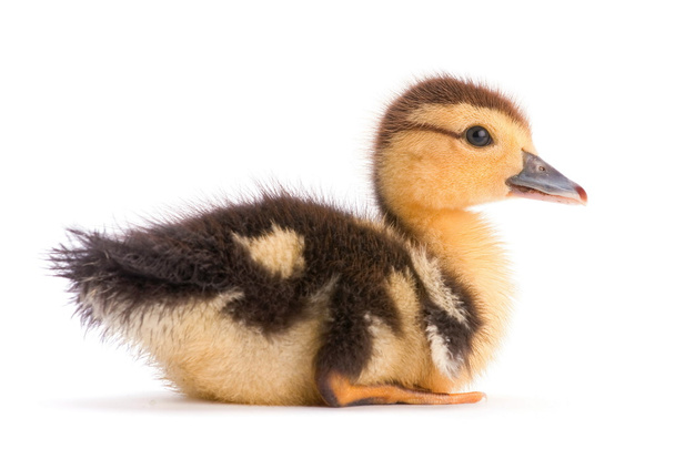 kahverengi ördek yavrusu - Fotoğraf, Görsel