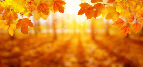  Autumn leaves on the sun and blurred trees . Fall background. - Photo, Image