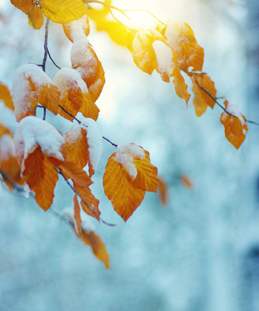 Sarı yapraklar güneşte karlar içinde. Sonbaharın sonu ve kışın başı. Bulanık doğa arkaplanı ve sığ nokta. İlk kar yağışı. - Fotoğraf, Görsel