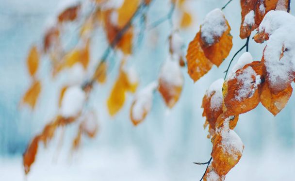 Yellow leaves in snow. Late fall and early winter. Blurred nature background with shallow dof. - Foto, afbeelding