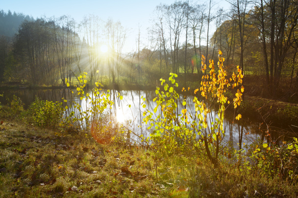 Kolorowe liście bukowe na słońcu i jeziorze leśnym. - Zdjęcie, obraz