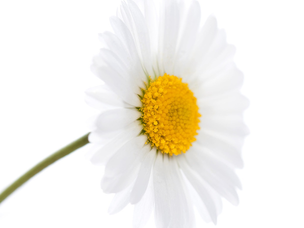 macro daisy 3 - 写真・画像
