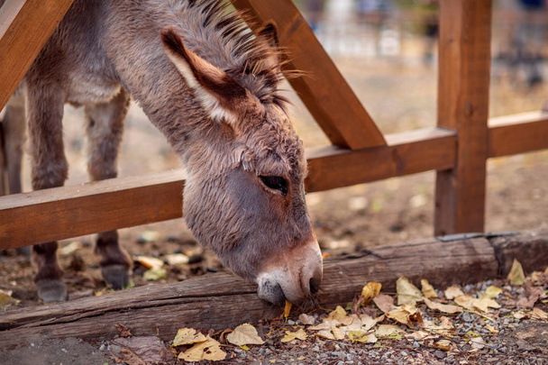 Friendly brown donkey outdoors in farm - Fotoğraf, Görsel