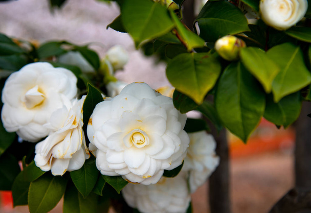 Closeup of Camellia Japonica flower (tea flower, tsubaki) in white petal with yellow stamens during Springtime. - Photo, Image