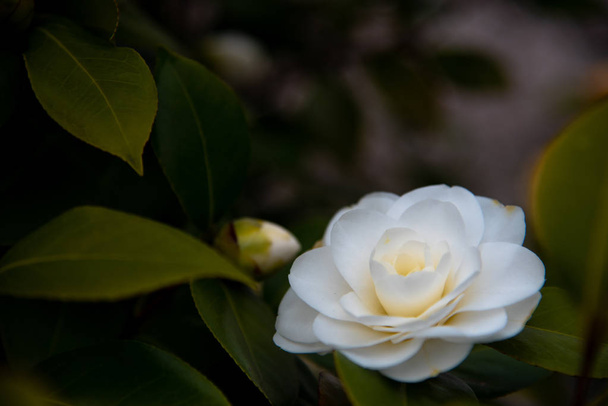 Κινηματογράφηση σε πρώτο πλάνο του Japonica καμελιών λουλούδι (τσάι λουλούδι, tsubaki) σε λευκό πέταλο με κίτρινους στήμονες κατά τη διάρκεια της άνοιξης. - Φωτογραφία, εικόνα