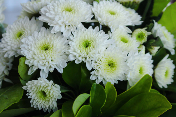 Közelkép a gyönyörű fehér krizantém virágok teljes virágzás, zöld levelekkel. Más néven anyukák vagy chrysanths. - Fotó, kép