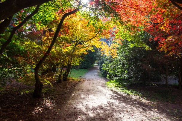 colors of the autumn in the park - Φωτογραφία, εικόνα