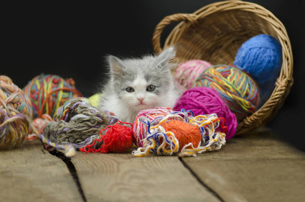 毛糸の玉にじゃれる猫。羊毛のボールで遊ぶかわいい 12 週齢の子猫。ボールの糸で遊んで赤ちゃん子猫。ボールと子猫 - 写真・画像