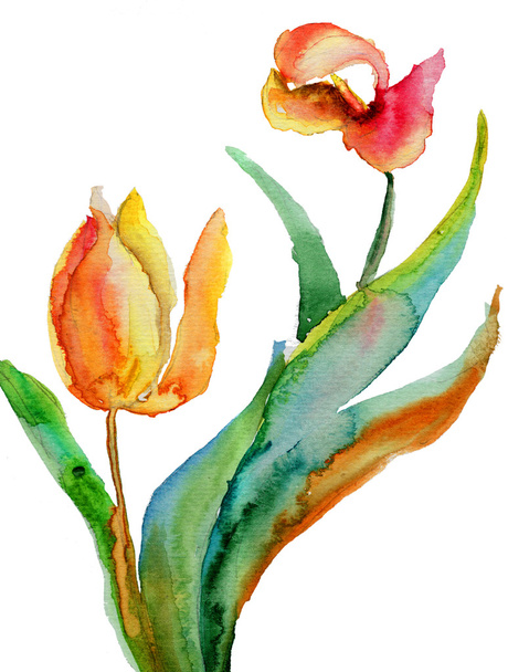 Tulips flowers - Φωτογραφία, εικόνα