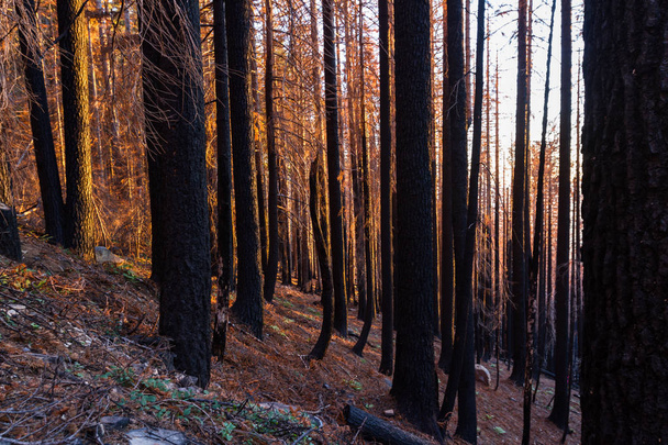 arbres morts encore debout comme le soleil se couche derrière les montagnes après un grand feu de forêt brûlé une grande partie de la forêt dans la région de Red Blanket Mountain du sud de l'Oregon
 - Photo, image