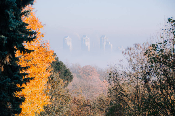 Piękna Jesienna aleja park. z żółtymi liśćmi na tle drzew - Zdjęcie, obraz