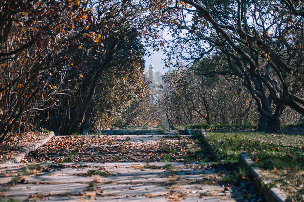Hermoso callejón del parque de otoño. con hojas amarillas en el fondo de los árboles
 - Foto, imagen