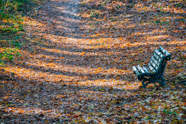 Banco de madera verde entre hojas de otoño
 - Foto, imagen