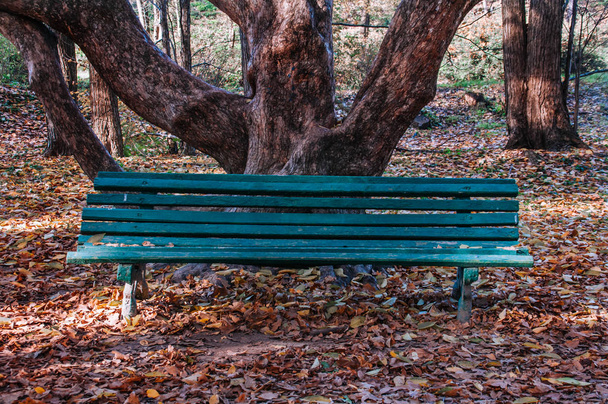 Zelené dřevěné lavice mezi podzimní listí - Fotografie, Obrázek