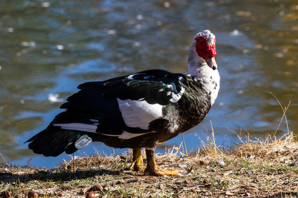 Muscovy duck near a pond with golden autumn colors reflecting on the water - Photo, Image
