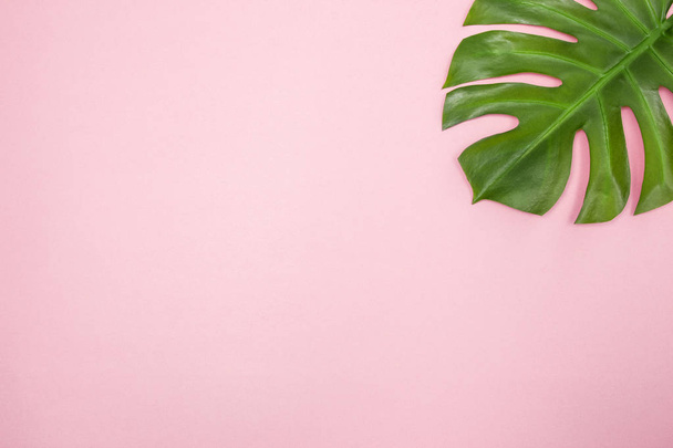 Monstera palm leaf on pastel pink background. Elegant decor element with lots of copy space. - Фото, изображение