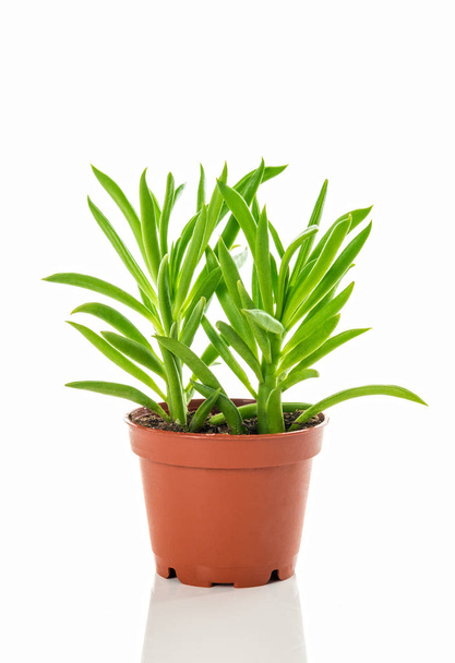 Planta suculenta verde brillante en una maceta, sobre fondo blanco
. - Foto, Imagen