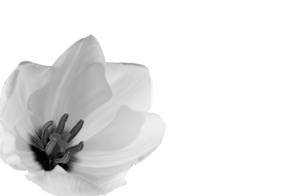 tulipán en blanco y negro
 - Foto, imagen
