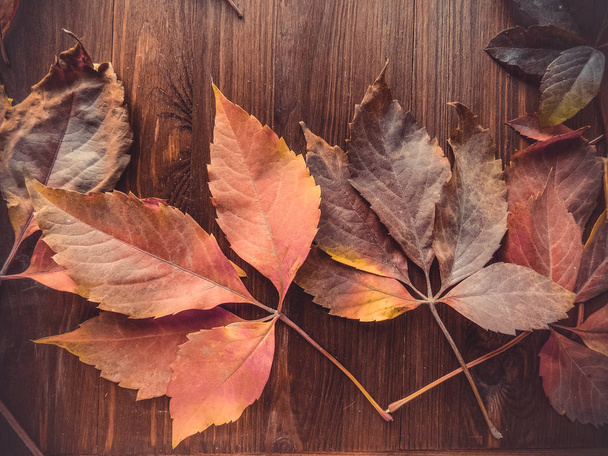 ярко-красные и красочные листья дикого винограда на деревянном фоне. осень. Фоновая текстура листьев дикого винограда. Осенний вид сверху
 - Фото, изображение