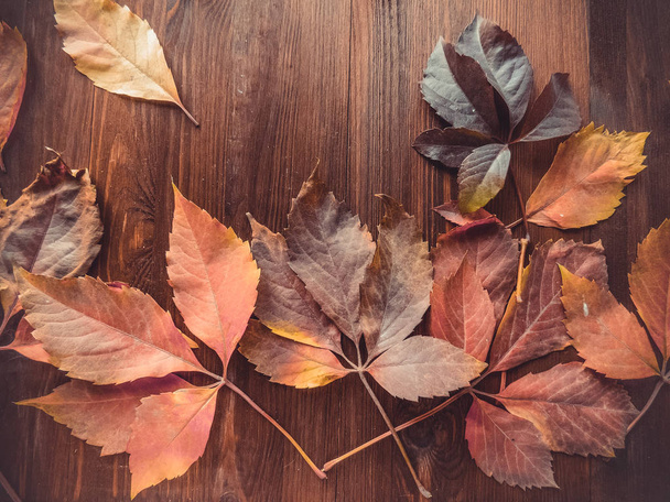 fényes vörös és színes levelek a vadszőlőt a fából készült háttér. őszi szezon. háttér textúra vadszőlőt levelek. őszi háttér felülnézet - Fotó, kép