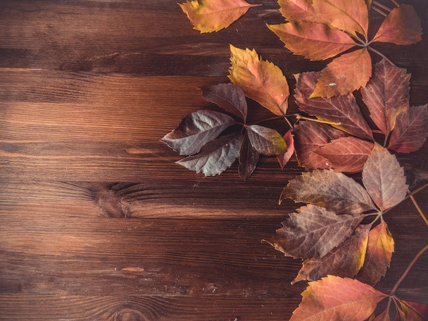 jasne czerwone i kolorowe liście dzikich winogron na podłoże drewniane. sezon jesień. tekstura liści dzikich winogron. Jesienne tło widok z góry - Zdjęcie, obraz