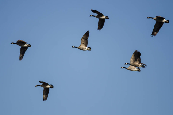 Egy csapat kanadai liba repül a kék égen - Fotó, kép