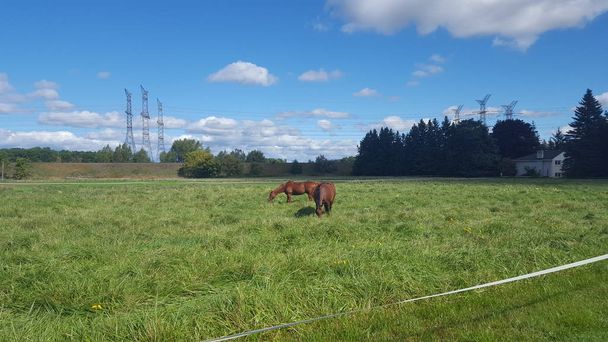 Yeşil çim çiftliğinde kahverengi atlar. Kuzey Amerika'da mavi gökyüzü ile açık alanda atları - Fotoğraf, Görsel