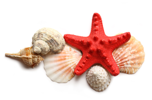 Seastar y conchas marinas en blanco
 - Foto, Imagen