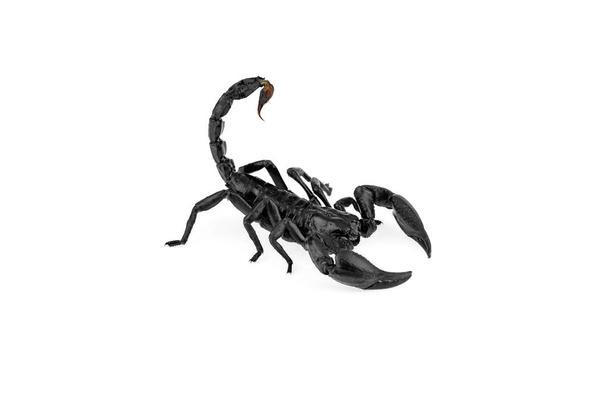 Heterometrus laoticus or scorpion isolate on white background. - Photo, Image