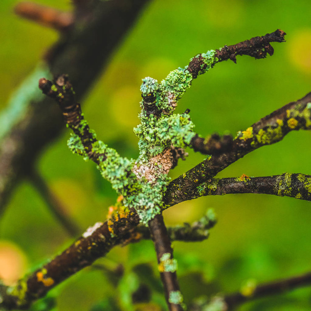 Lichen sur l'écorce d'un arbre. Le lichen pousse sur le bouleau. - Photo, image