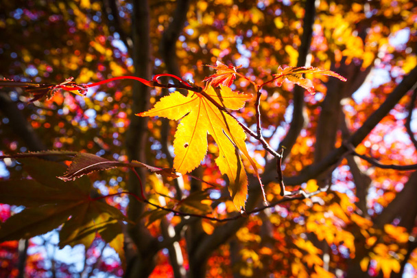 北海道札幌市の葉のカラフルな秋のシーズン - 写真・画像