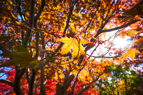 Podzimní sezóna barevné listí v Sapporu Hokkaido Japonsko - Fotografie, Obrázek