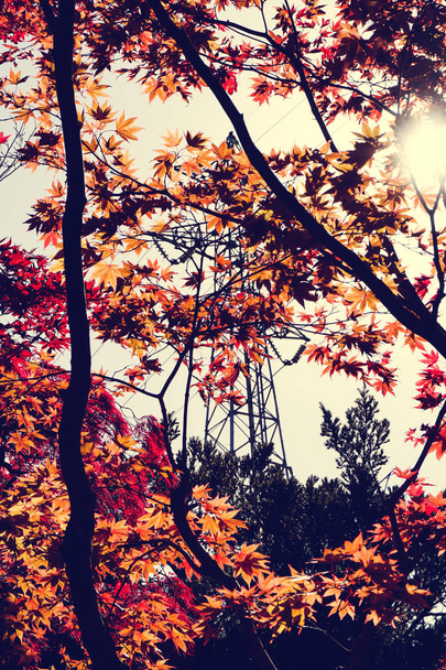 Autumn season colorful of leaves  in Sapporo Hokkaido Japan - Photo, Image