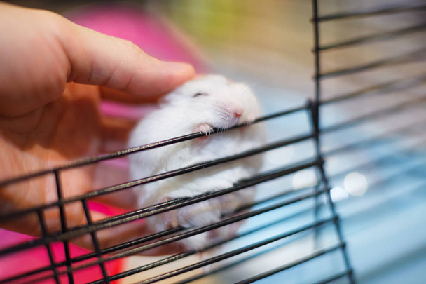 Cute Exotic Little Baby Winter White Dwarf Hamster happy playing on cage bar. Winter White Hamster is also known as Winter White Dwarf, Djungarian or Siberian Hamster. - 写真・画像